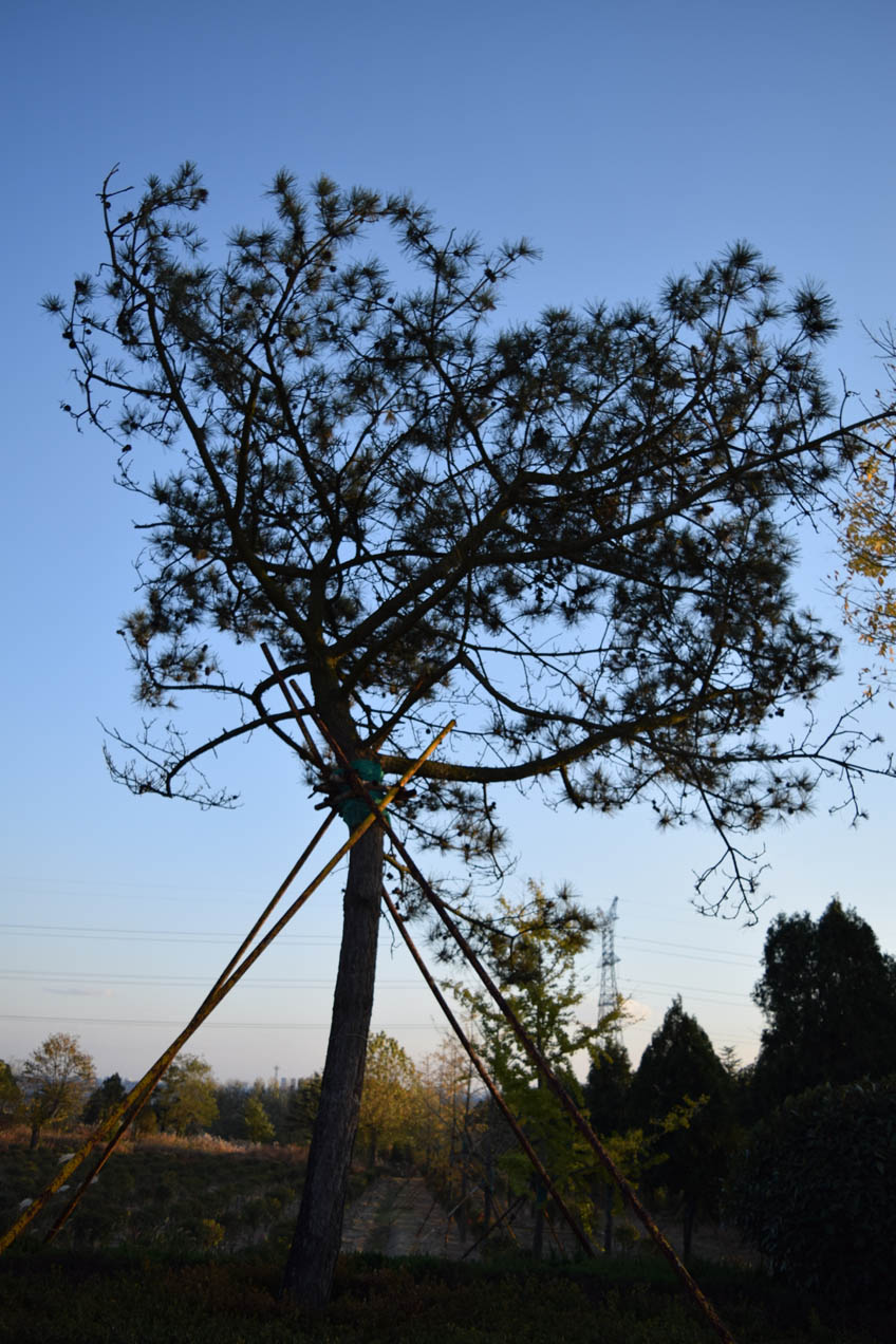 DSC_0881.JPG